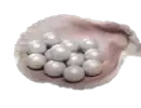 600 Echobeeds
